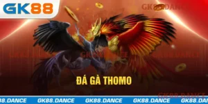 Đá gà Thomo