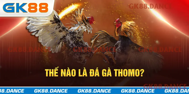 Giới thiệu loại hình đá gà Thomo