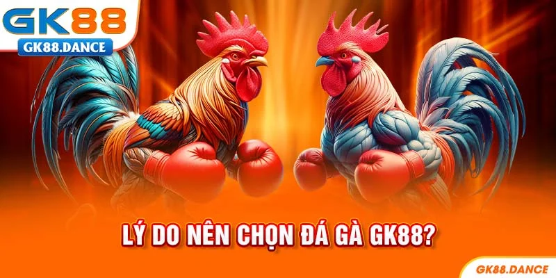 Lý do nên tham gia chơi đá gà GK88?